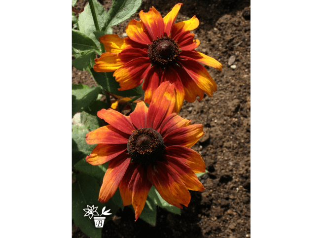 Rudbeckia hirta   'Cappuccino'